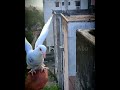 #shorts #handtrained #trainedpigeons Pigeon |Hand trained |Trained |Pigeon videos |Farmfacts |shorts