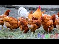 Wild Animal Sounds In Nature: Cow, Horse, Dog, Elephant, Rooster,  Hen, Duck,... | Animal Moments#6