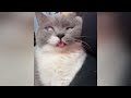 Try Not To Laugh Cats And Dogs Videos😹🐶New Funny Animals Video 2024