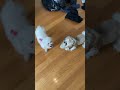 Luna VS Celeste ( Cute and Funny Pet Competition 🐶)