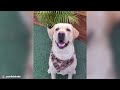 Labrador Retriever - Top 10 Facts