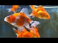 #004 GoldFish | Beautiful Goldfish | Part 3 | Farming | WinLine Production