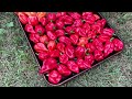 Grow GIANT Pepper Plants for Huge Harvests!