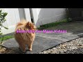 Cutest Dog Compilation - (Cha Shu Bao the Pomeranian)