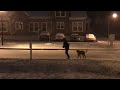 Cashew Cam - Snow Classic January 2019 #snowdog #subscribe #dogshorts #cashew