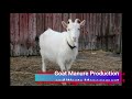 Goats 101 - Learn everything in 13 minutes