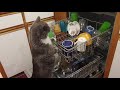 Monty the Cat in the dishwasher