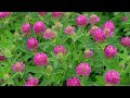 Glorious Nature Flowers 8K Video | Piano Music Therapy to Stop Thinking -flowers music