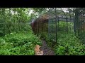 Wild Cats in the Primorsky Safari Park, Vladivostok, Russia. 360 video in 16K.
