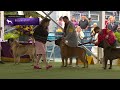 Bullmastiffs | Breed Judging 2023