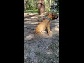 American Pit Bull Terrier MAYHEM’S TURBO JR