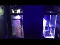 57 Gallon Rimless Reef Aquarium HD