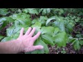 How To Identify Wild Edibles & Medicinal Plants - A Full Video Guide