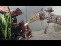 FEEDING MONSTER FISH