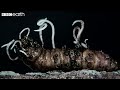 This Fungus Turns Insects Into Zombies | Natural Born Killers | BBC Earth