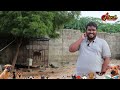 கருவாய் செவலை – ஆவணப்படம் | Kombai dog documentary | kanni | Rajapalayam | Chippiparai | UrumiTV