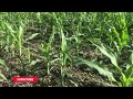 27 DAP | UREA FERTILIZER APPLICATION | MAISAN | CORN