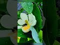 【Lotus-like Magnolia 广玉蘭】