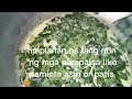 Ginataang malunggay ulam natin