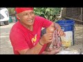 Tips & Trik Nyiangi Ikan Sapu Sapu || Super Keras Sisik nyo.... Lurr
