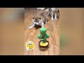 Best Funny Animals 2024🤣Funniest Dogs and Cats😻🐶