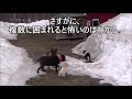 社会化を失敗すると犬はこうなる！【トイプードルがいる生活】