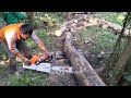 The most powerfull chainsaw in the world STIHL MS 881 - cut dry teak trees