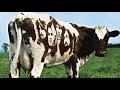 Atom Heart Mother Orchestra Isolated (Intro section)