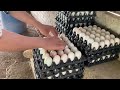How to Raise Ducks To Make Billions - Farmers harvest duck Egg everyday - Duck Farm In Lar Fields