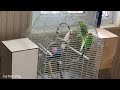 My beautiful birds playing | swinging