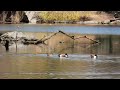 Early Spring Birding: Northern Shovelers (Spatula clypeata) #duck