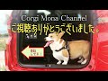 ３つの「BE KOBE」【コーギー犬モナ096】