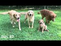 Golden Retriever Puppies Growing from Birth to 10 Weeks