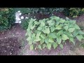 Planted my zinnias today/Update on ProCut sunflowers