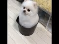 Little Puppy Crawls Into Bucket