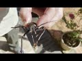 Longhorn beetles stridulate