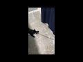 Cat Takes Hold Of Dog's Leash || ViralHog