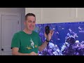 FINNEX STE Digital Aquarium Heater - Mr. Saltwater Tank - Raw, Uncut, and First Impressions