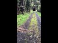 Waitakere Rangers NZ Upper Huia Dam Walk