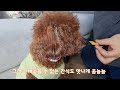 강아지 겨울산책의 중요성과 주의사항! ㅣPrecautions for dog walks in winter.