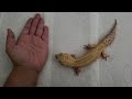 teaching #ruby again to walk on my hand part 2 #leopardgecko #petreptile #petlizard #gecko #reptile