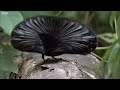 Bird Of Paradise Courtship Spectacle | Planet Earth | BBC Earth