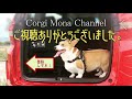 犬連れ旅in奄美大島⑥　マテリヤの滝と大浜海浜公園 Trip to AMAMI-Island, Kagoshima with corgi【コーギー犬モナ087】