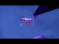 You need this if you fish callibaetis on an indicator | Balanced Callibungus | Fly Tying Tutorial