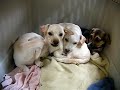 Chihuahua-Dachshund puppies 1