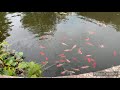 Koi pond_HD 720p_MEDIUM_FR30.mp4