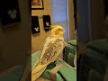 mirror.birb 3