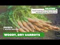Watch This BEFORE You Plant Carrots 🥕