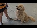 Alf on leash obedience 6-24-24 (Golden Retriever)