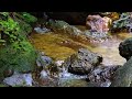 Suara Air Mengalir Di Dalam Hutan Membuat Tubuh Tenang & Rileks